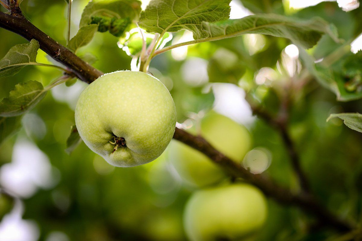 La pomme le fruit adoré des Français tout savoir sur les fruits